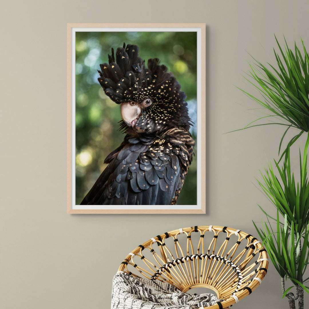 Yindi – Female red-tailed black cockatoo with yellow spots perched against a green background | Framed Paper Print