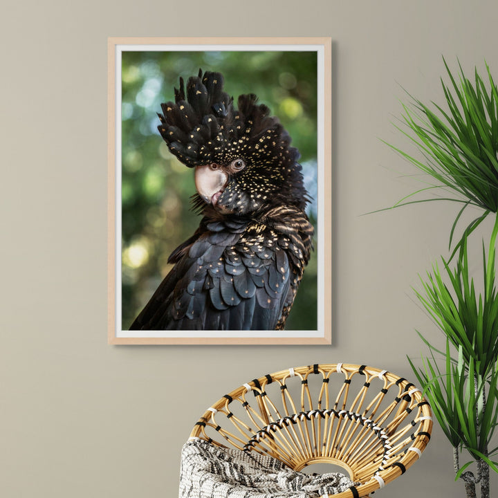 Yindi – Female red-tailed black cockatoo with yellow spots perched against a green background | Framed Paper Print