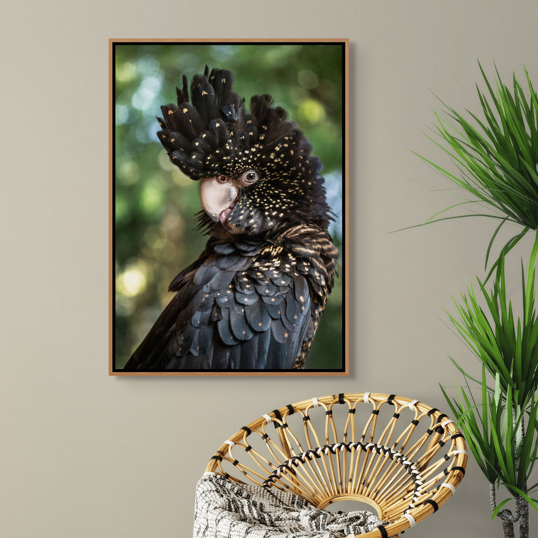Yindi – Female red-tailed black cockatoo with yellow spots perched against a green background | Shadow Box Canvas Print