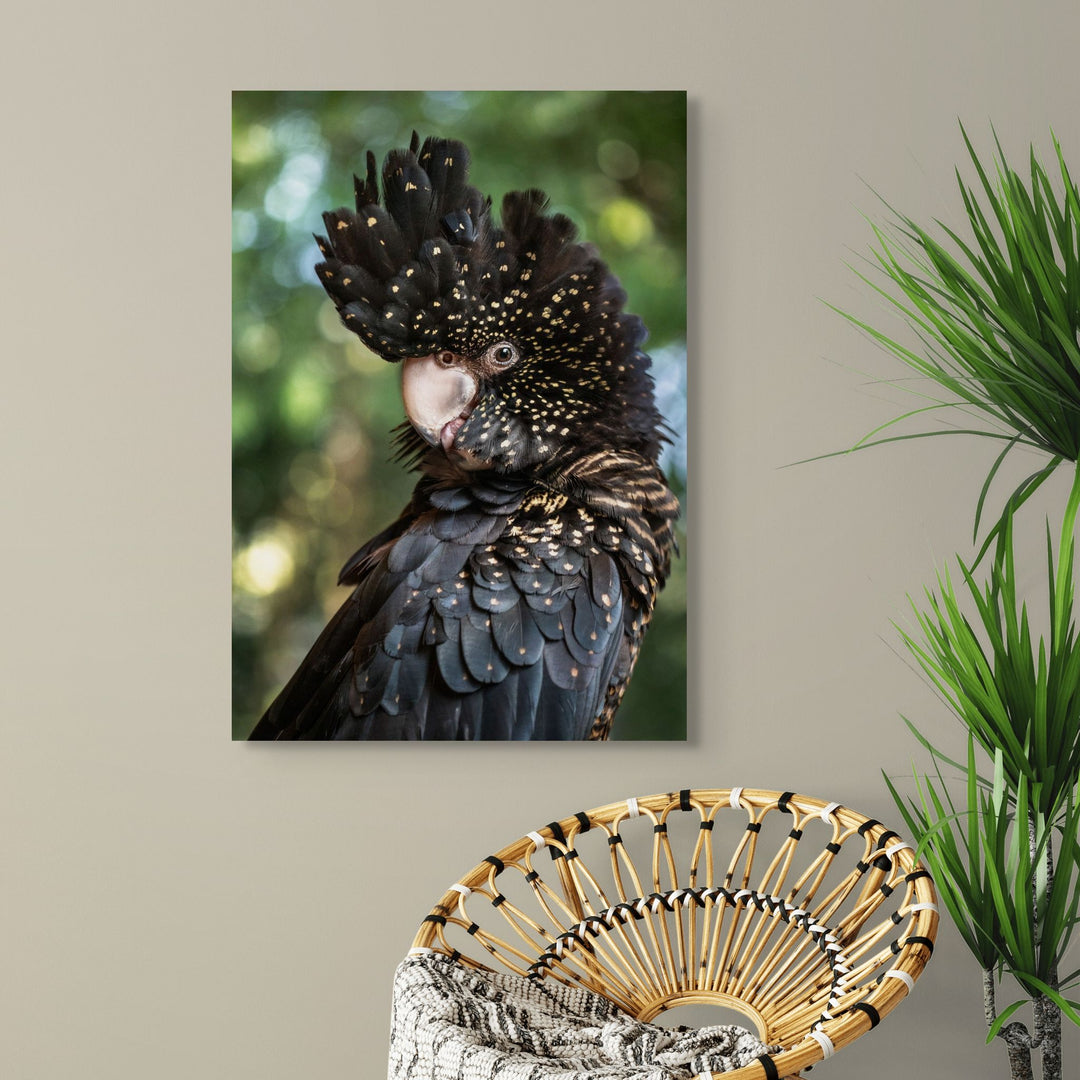 Yindi – Female red-tailed black cockatoo with yellow spots perched against a green background | Stretched Canvas Print