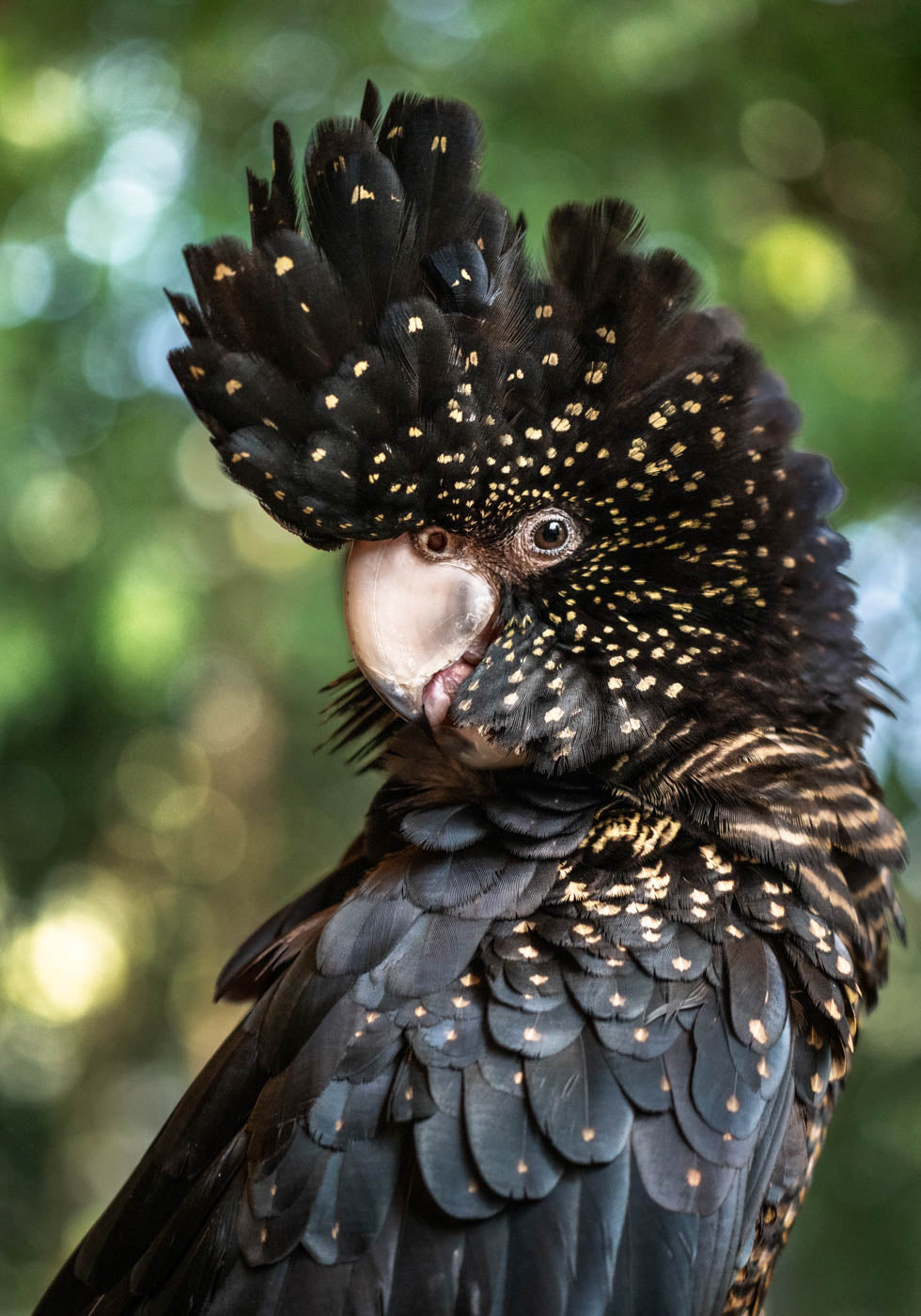 Yindi – Female red-tailed black cockatoo with yellow spots perched against a green background | Unframed Rolled Print